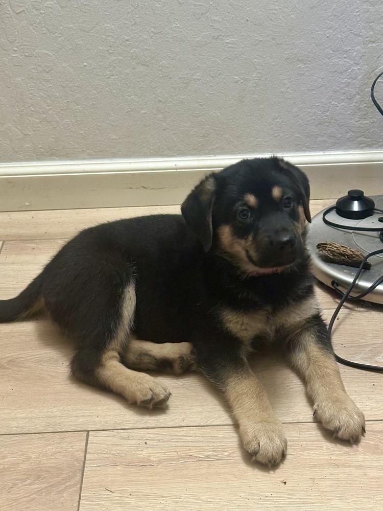 Enlarge Siggy aka Red Collar with Leaves, a Adoptable mixed breed in Davis, CA image 6/6