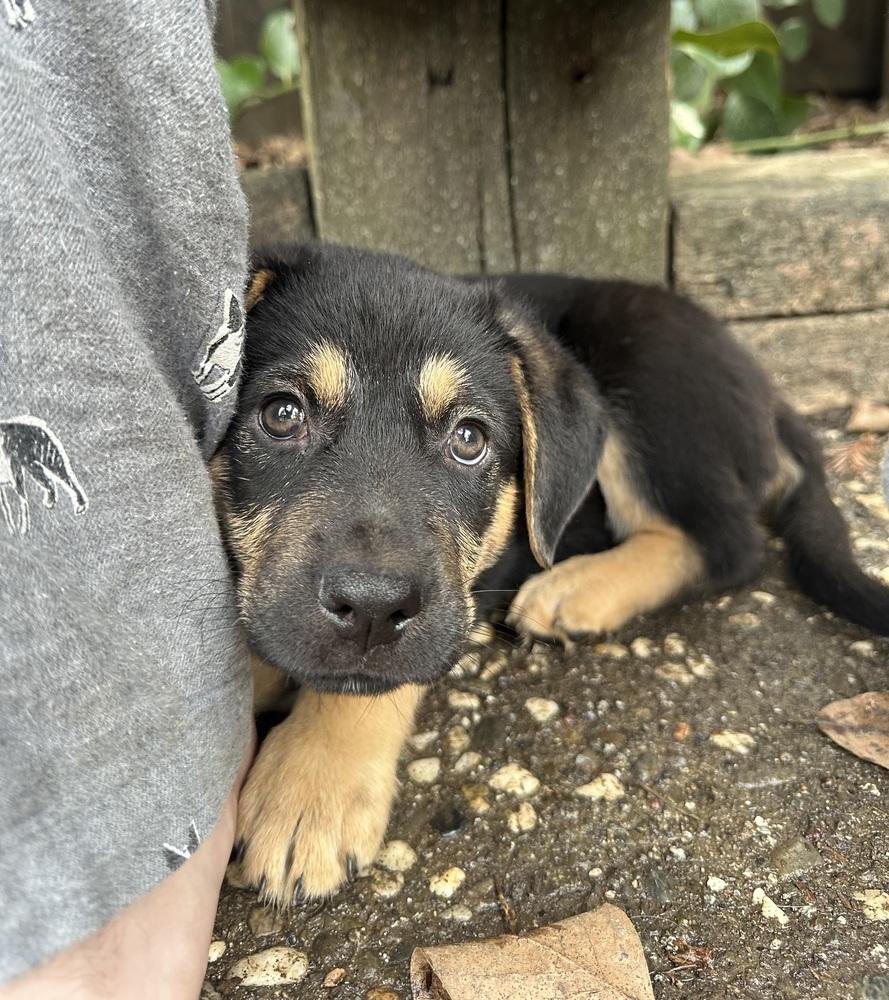 Enlarge Siggy aka Red Collar with Leaves, a Adoptable mixed breed in Davis, CA image 2/6