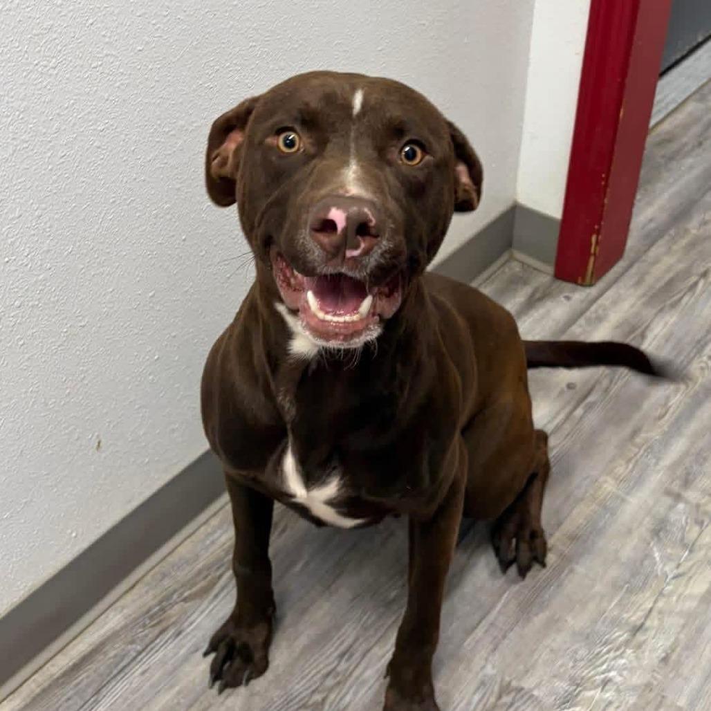 Maverick, Adoptable, Adult Male Labrador Retriever & Mixed Breed.
