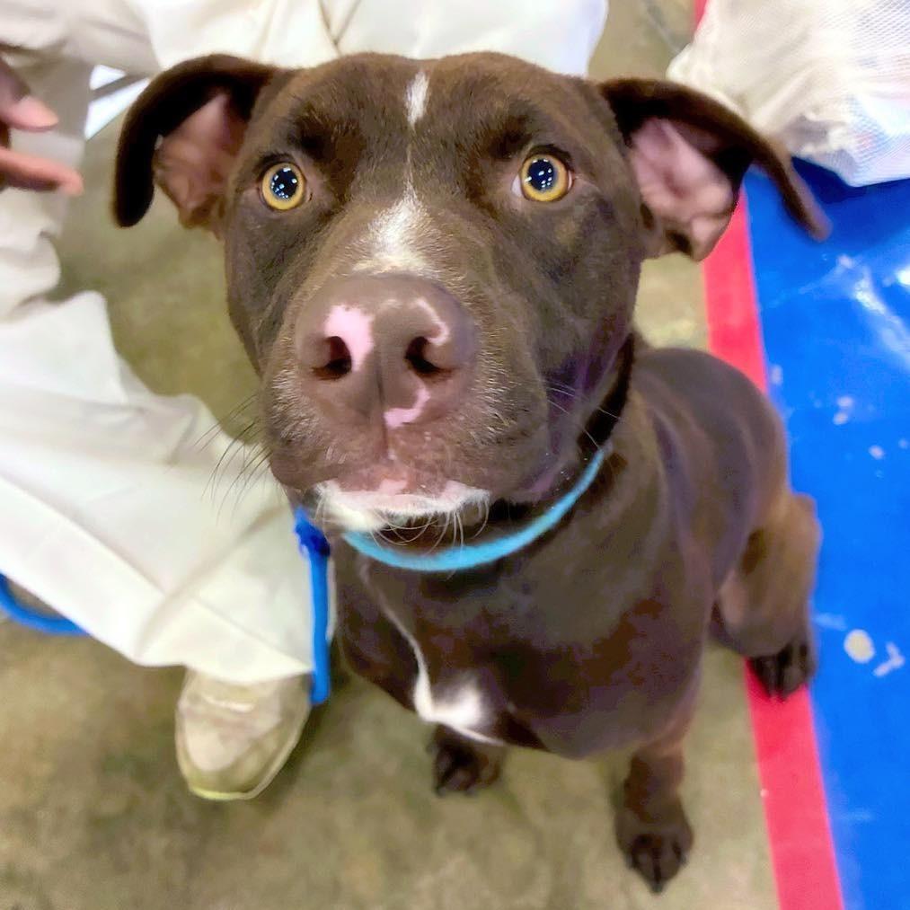 Maverick, a Adoptable mixed breed in Little Rock, AR image 2/4