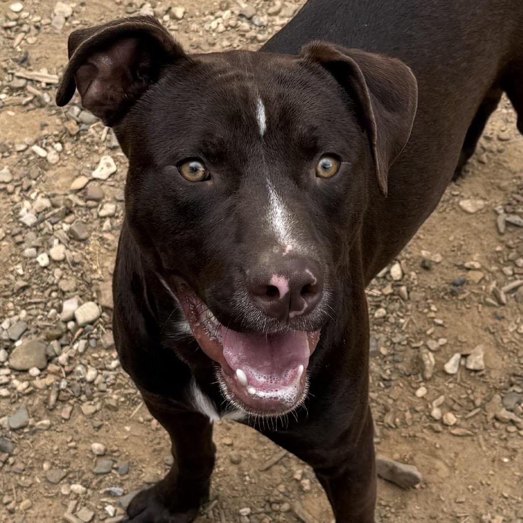 Maverick, a Adoptable mixed breed in Little Rock, AR image 3/4