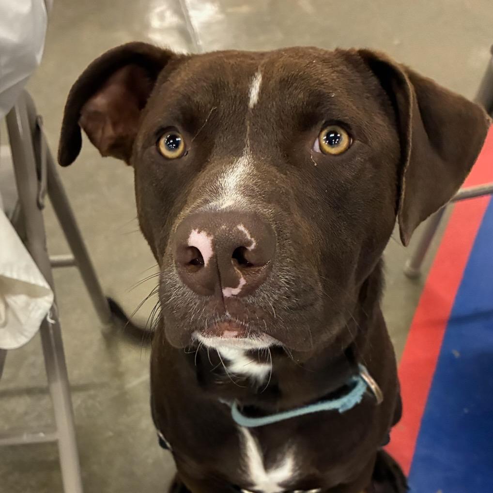 Enlarge Maverick, a Adoptable mixed breed in Little Rock, AR image 4/6