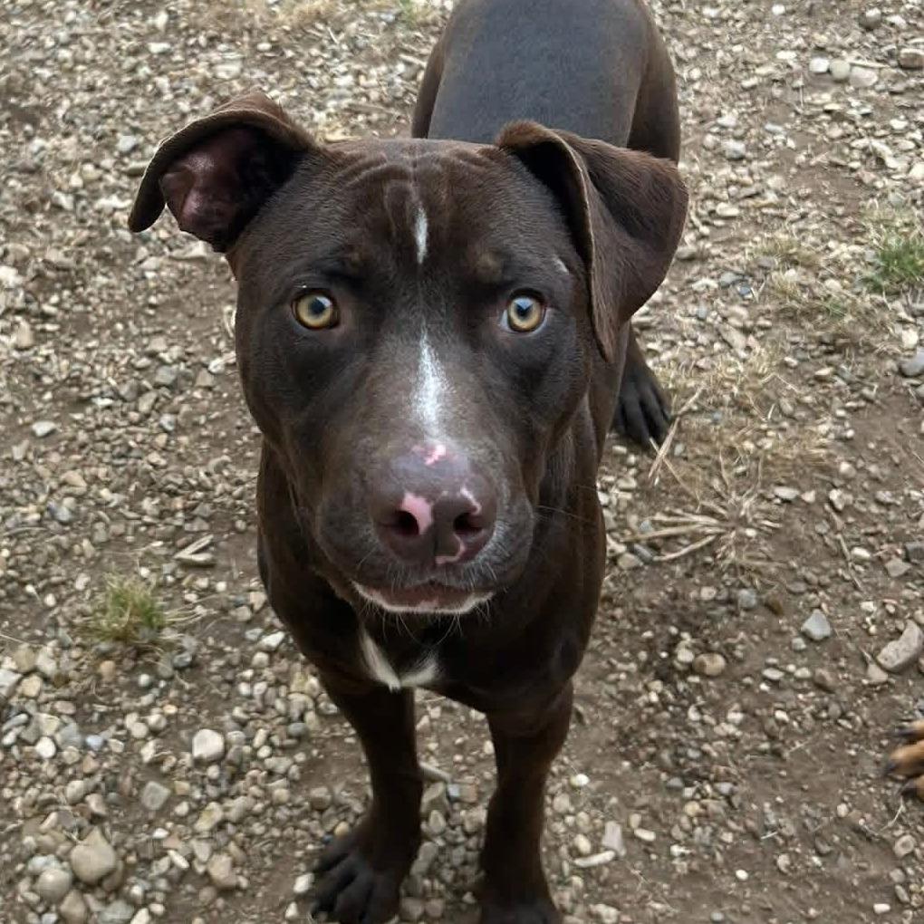 Maverick, a Adoptable mixed breed in Little Rock, AR image 4/4