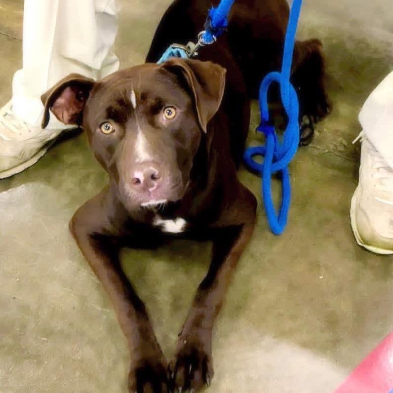 Enlarge Maverick, a Adoptable mixed breed in Little Rock, AR image 6/6