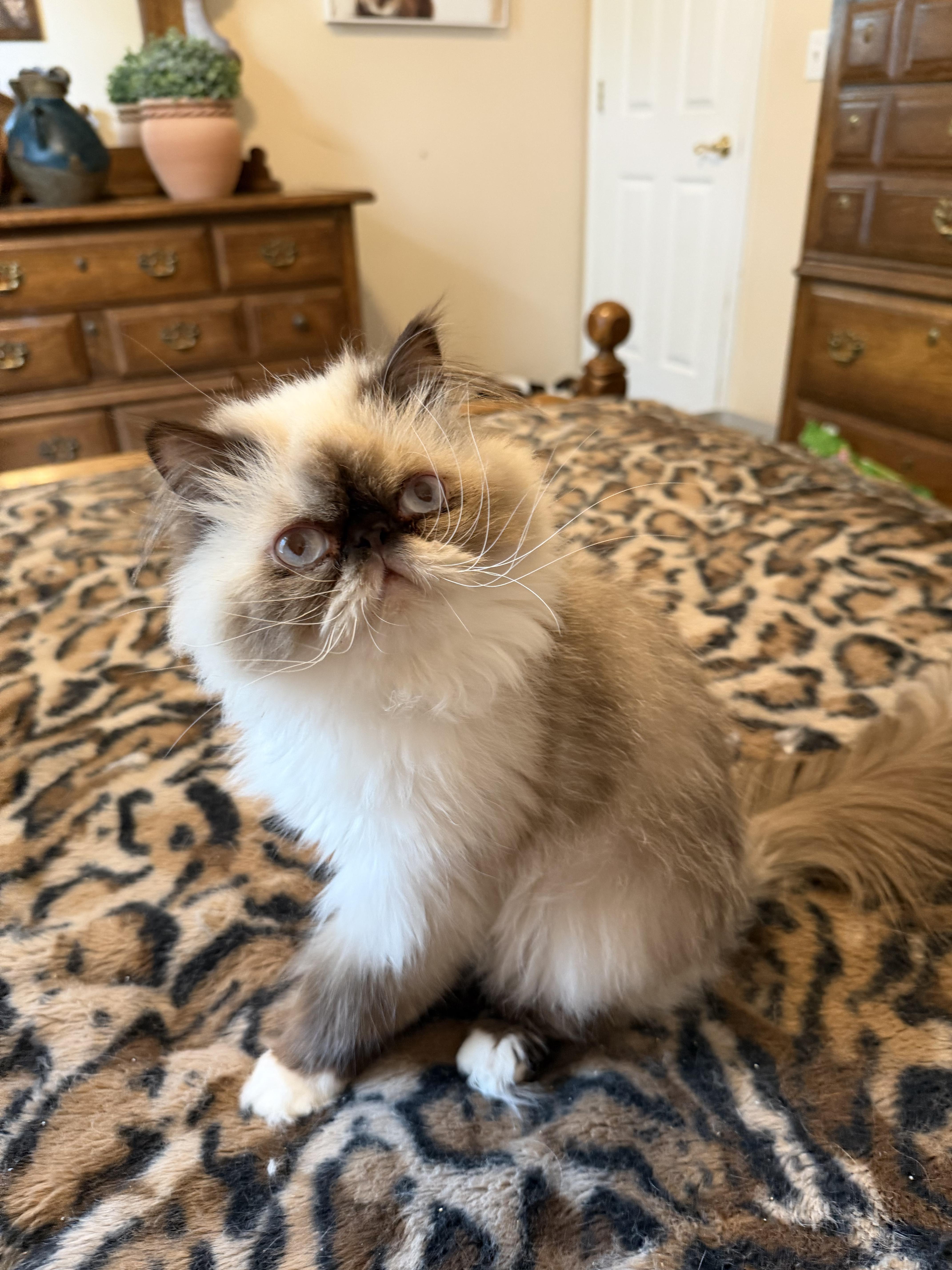 CLYDE, adopted, Young Male Himalayan.
