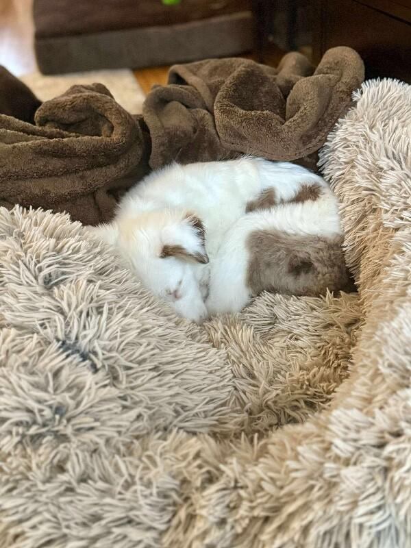 Nettie, a Adoptable mixed breed in Alma, WI image 2/6