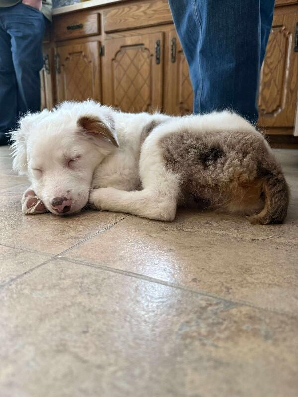 Nettie, a Adoptable mixed breed in Alma, WI image 3/6