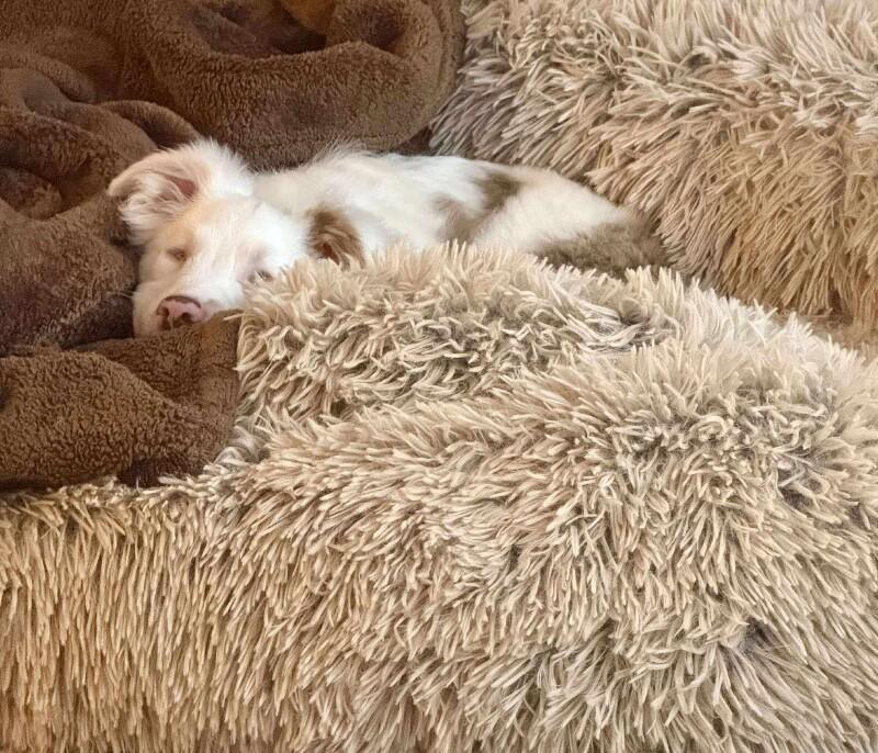 Nettie, a Adoptable mixed breed in Alma, WI image 4/6