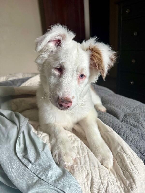 Nettie, a Adoptable mixed breed in Alma, WI image 5/6