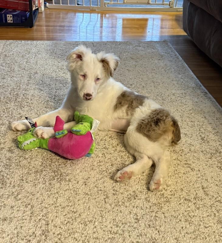 Nettie, a Adoptable mixed breed in Alma, WI image 1/6