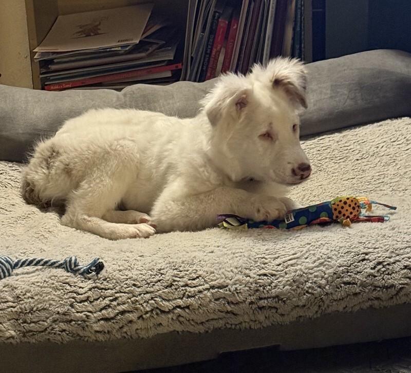 Nettie, a Adoptable mixed breed in Alma, WI image 6/6