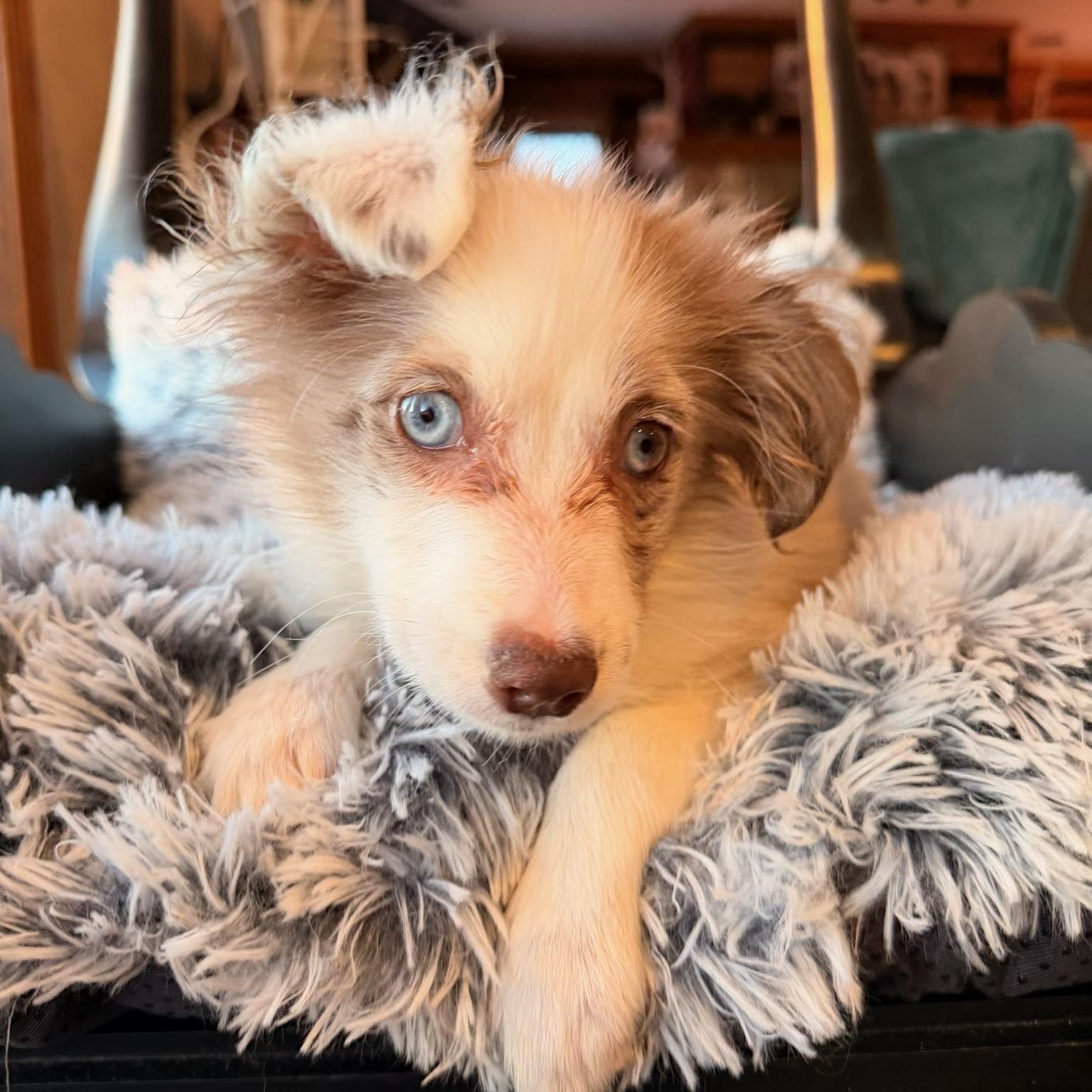 Enlarge Marley , an adopted Australian Shepherd in North Freedom, WI image 1/3