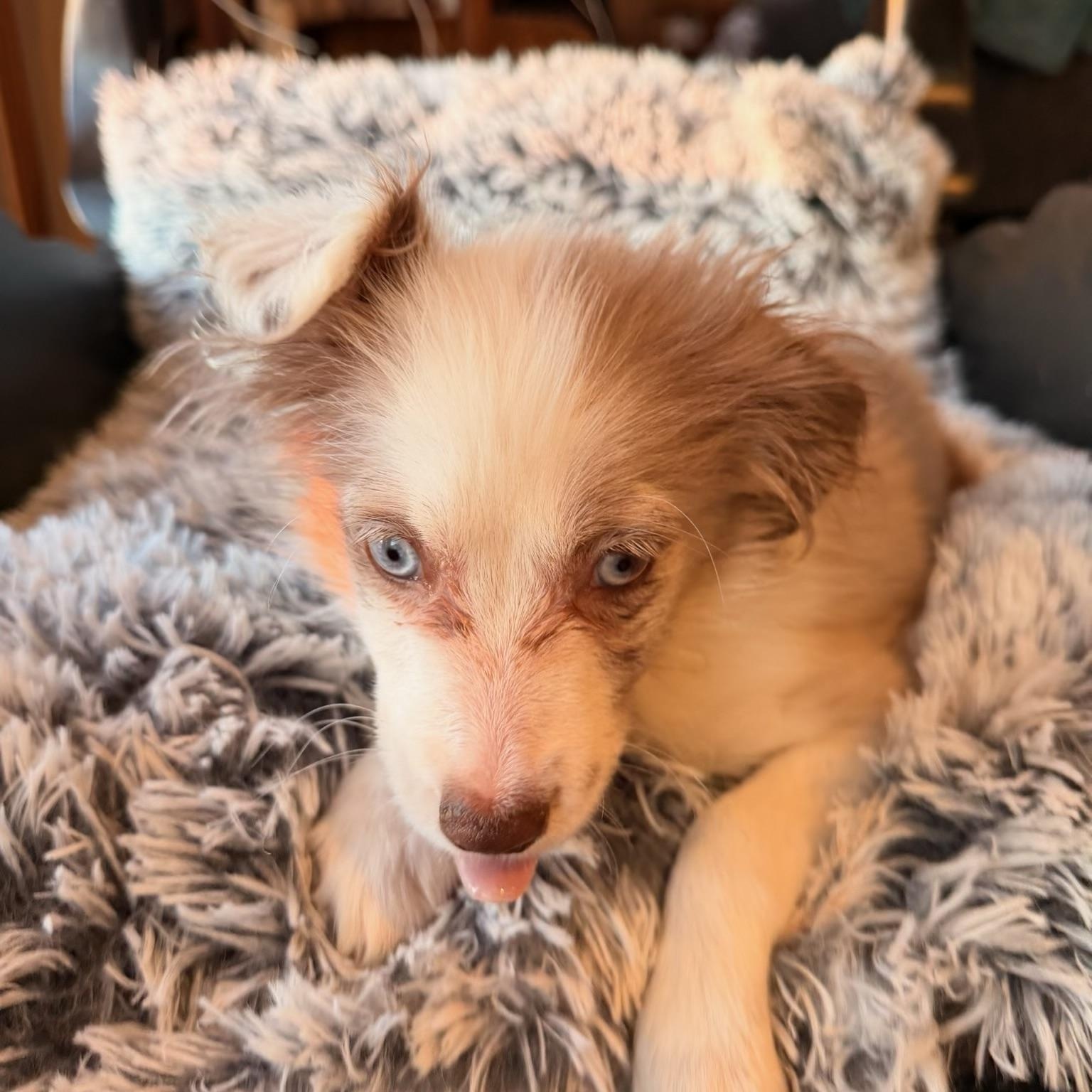 Enlarge Marley , an adopted Australian Shepherd in North Freedom, WI image 3/3