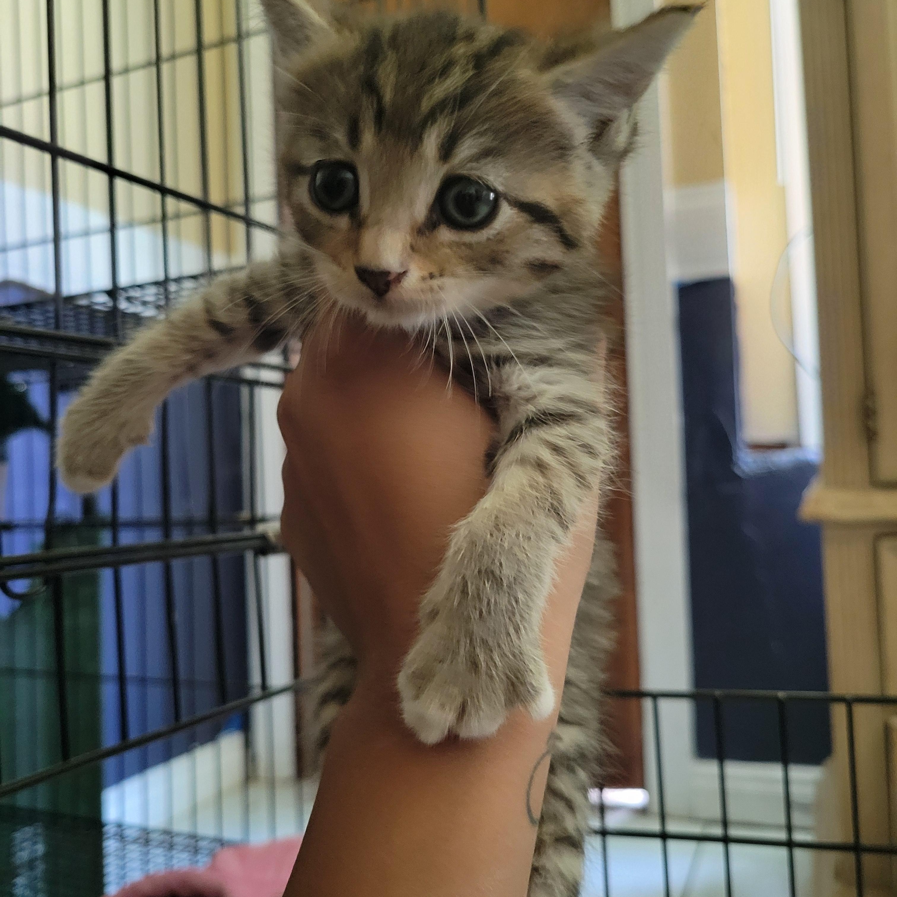 Whisper, a Adoptable Domestic Short Hair in rowland heights, CA image 1/5