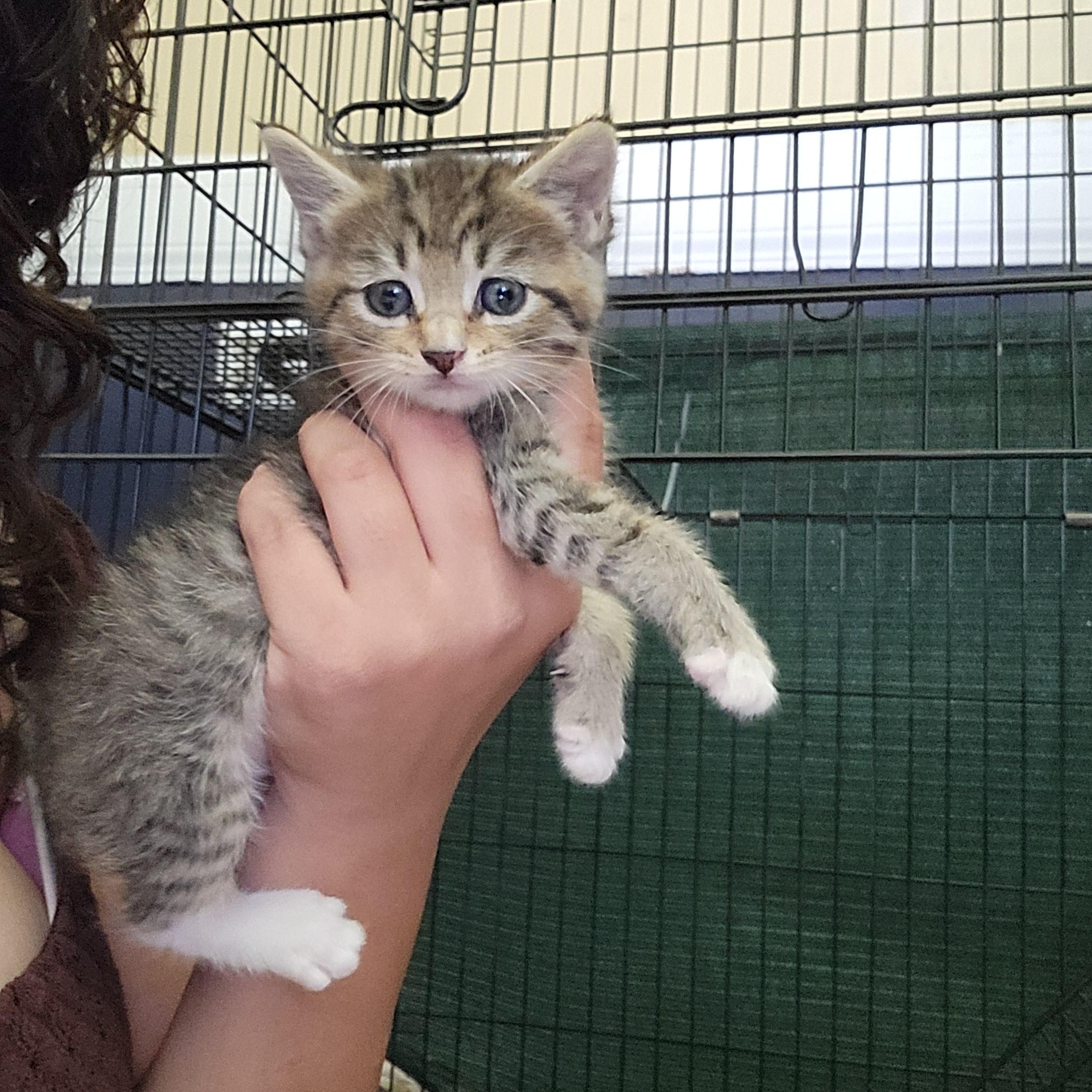 Whisper, a Adoptable Domestic Short Hair in rowland heights, CA image 2/5