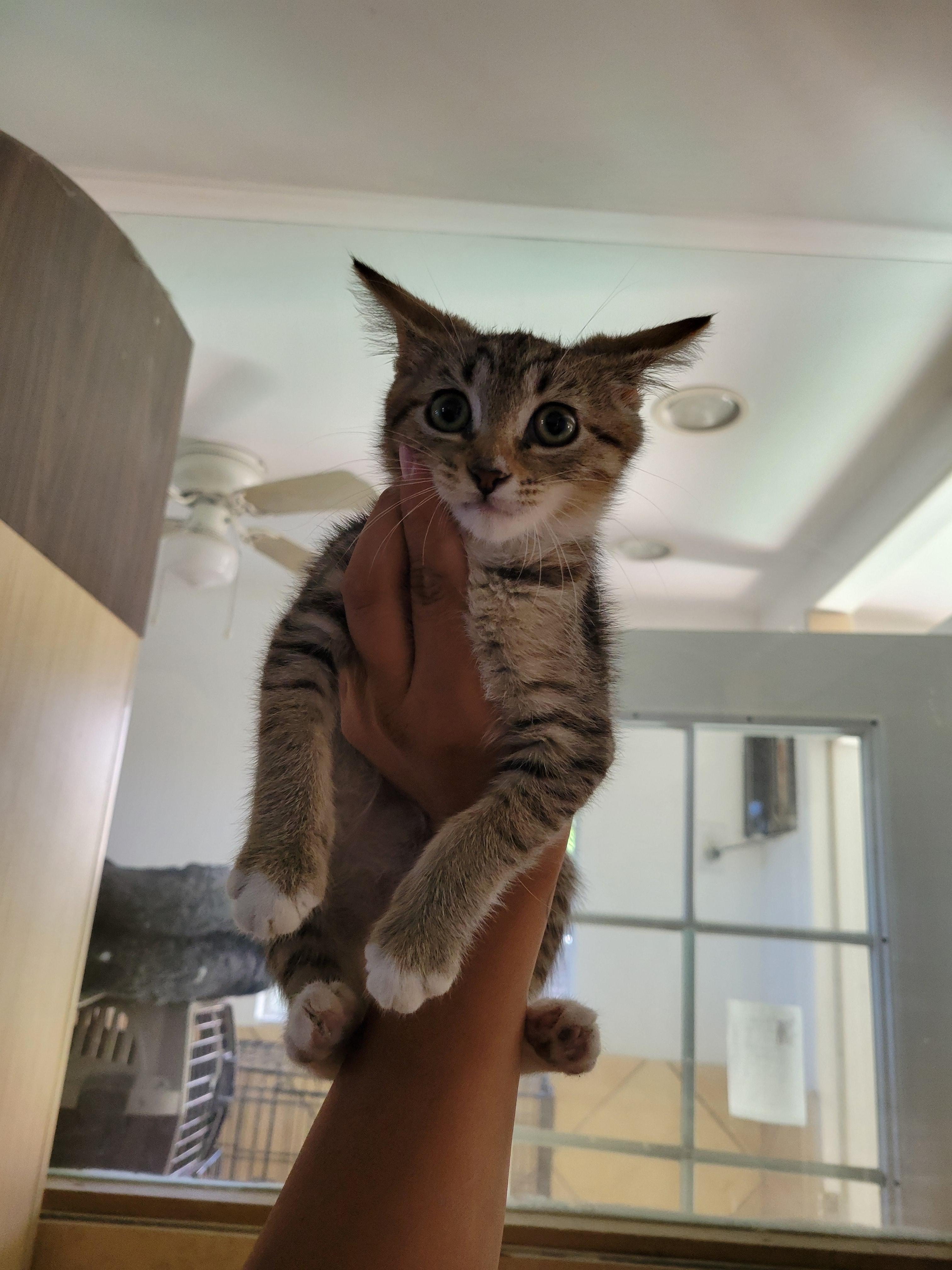 Whisper, a Adoptable Domestic Short Hair in rowland heights, CA image 3/5