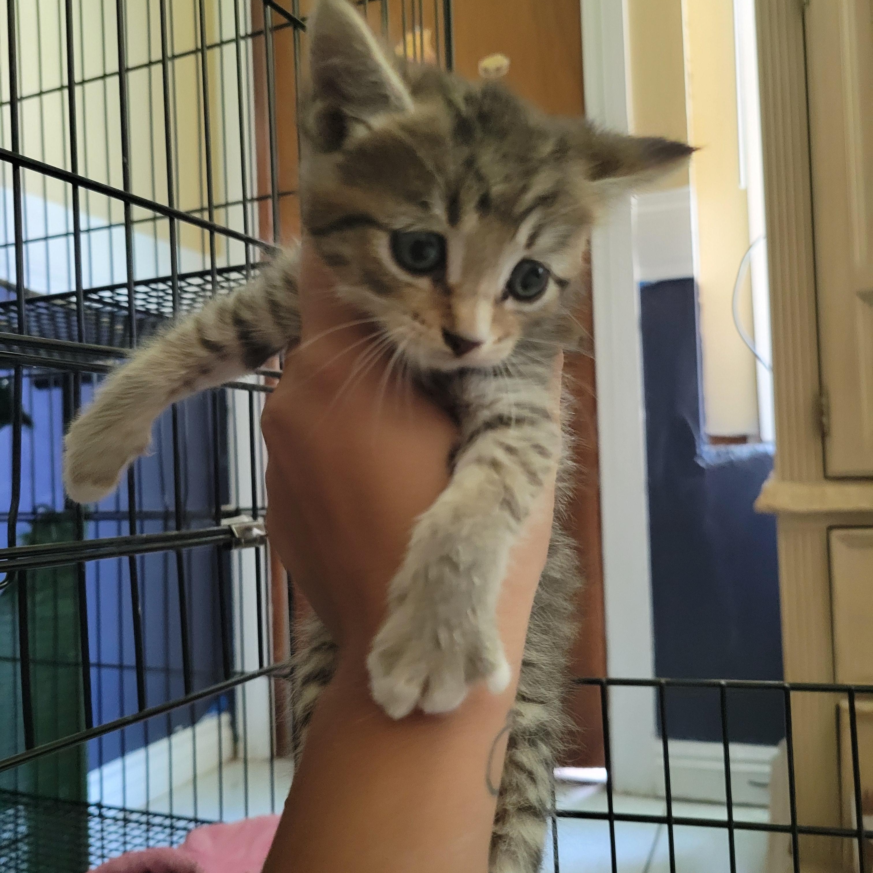 Whisper, a Adoptable Domestic Short Hair in rowland heights, CA image 4/5