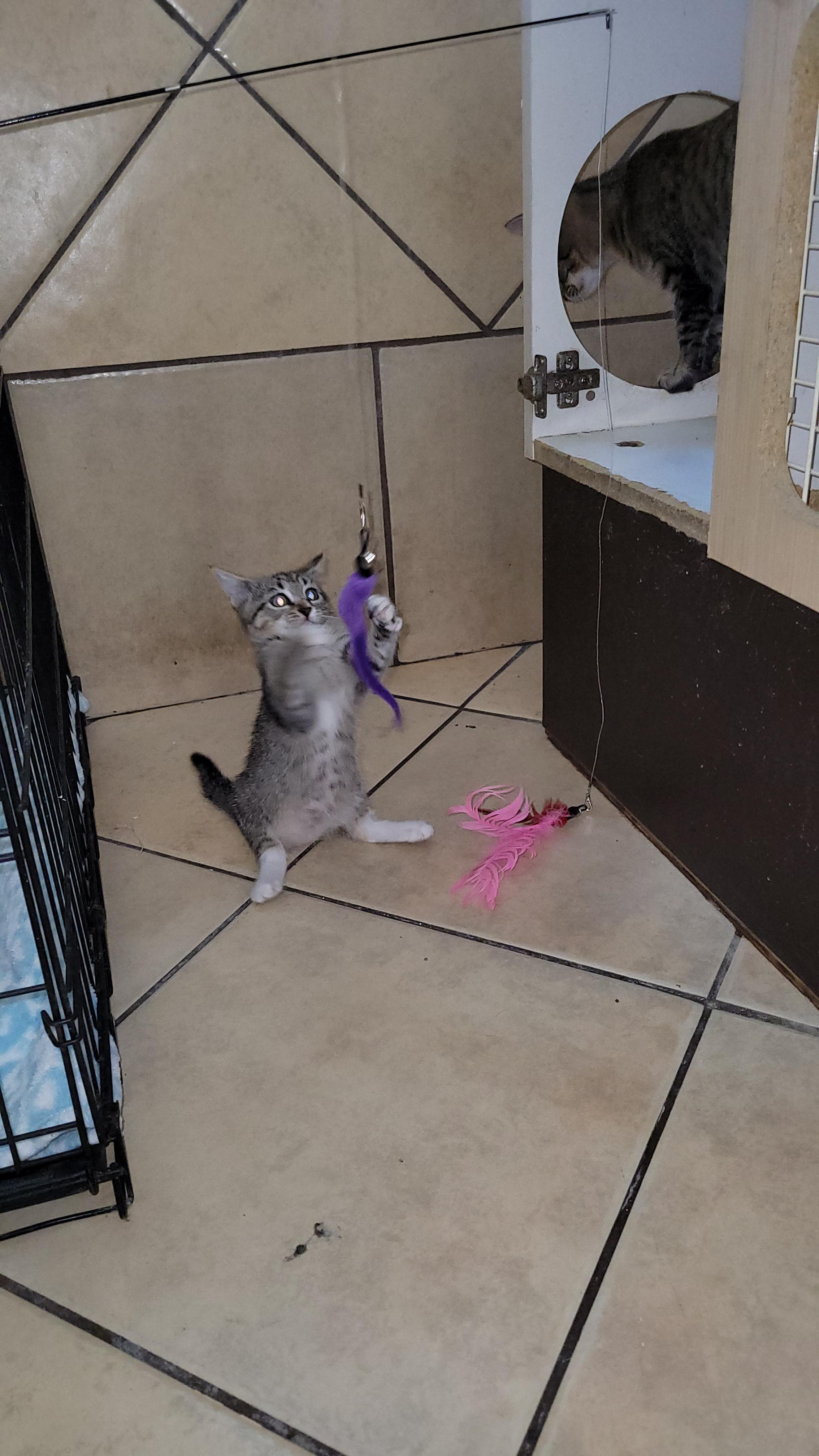 Whisper, a Adoptable Domestic Short Hair in rowland heights, CA image 5/5