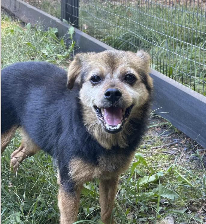 Enlarge Thelma, a Adoptable mixed breed in Pleasant Valley, NY image 2/3