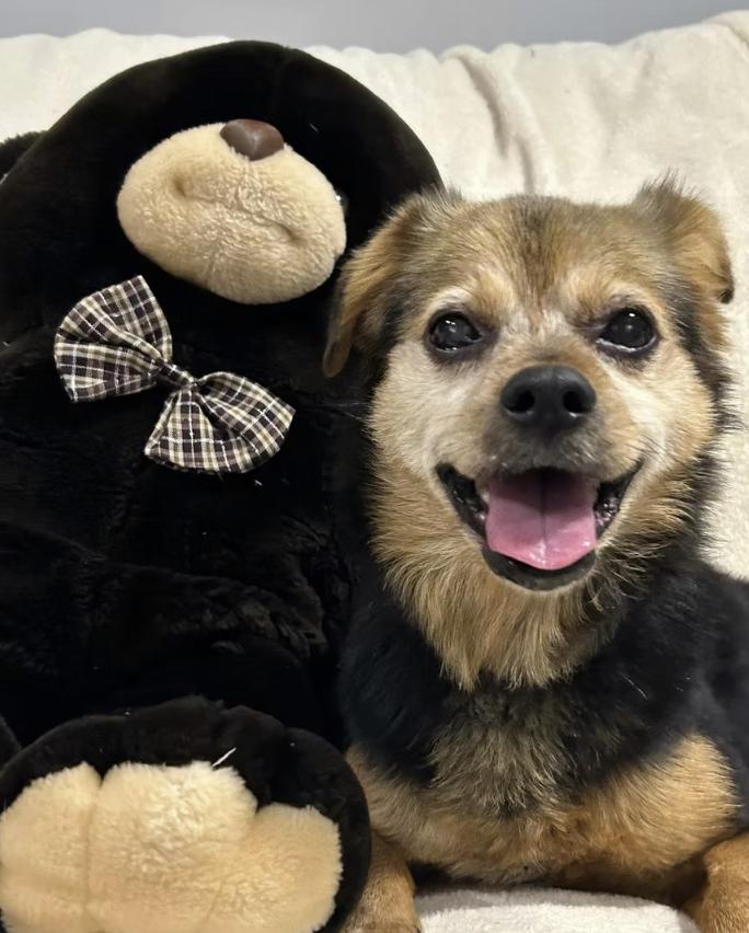 Thelma, Adoptable, Senior Female Beagle.