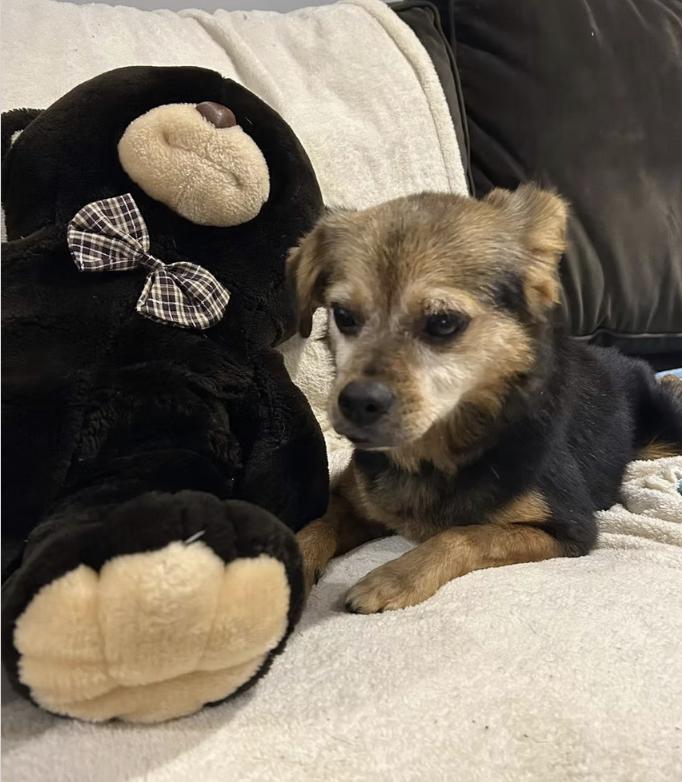 Enlarge Thelma, a Adoptable mixed breed in Pleasant Valley, NY image 3/3