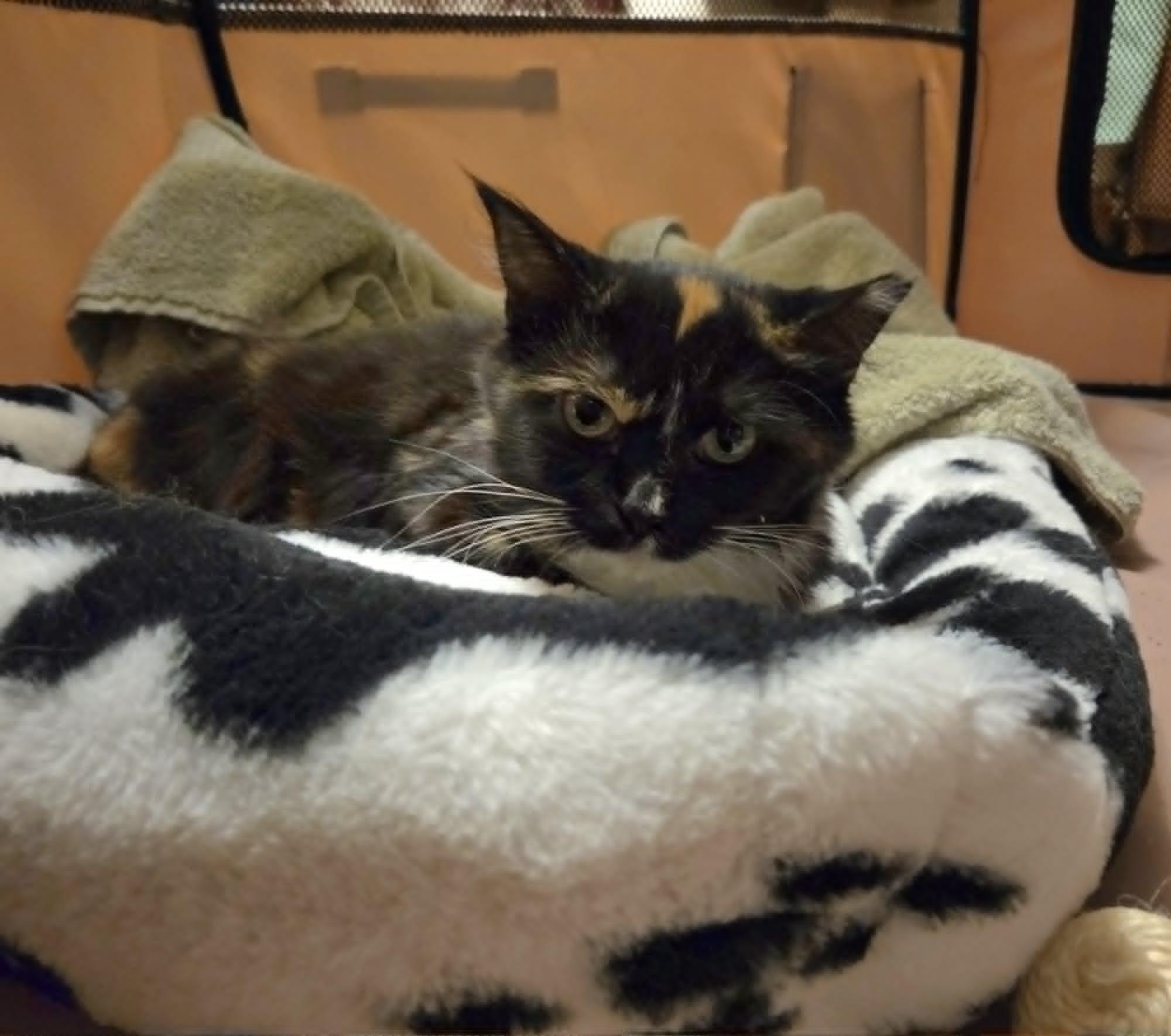 Enlarge Noori, a Adoptable mixed breed in Chicago, IL image 5/5