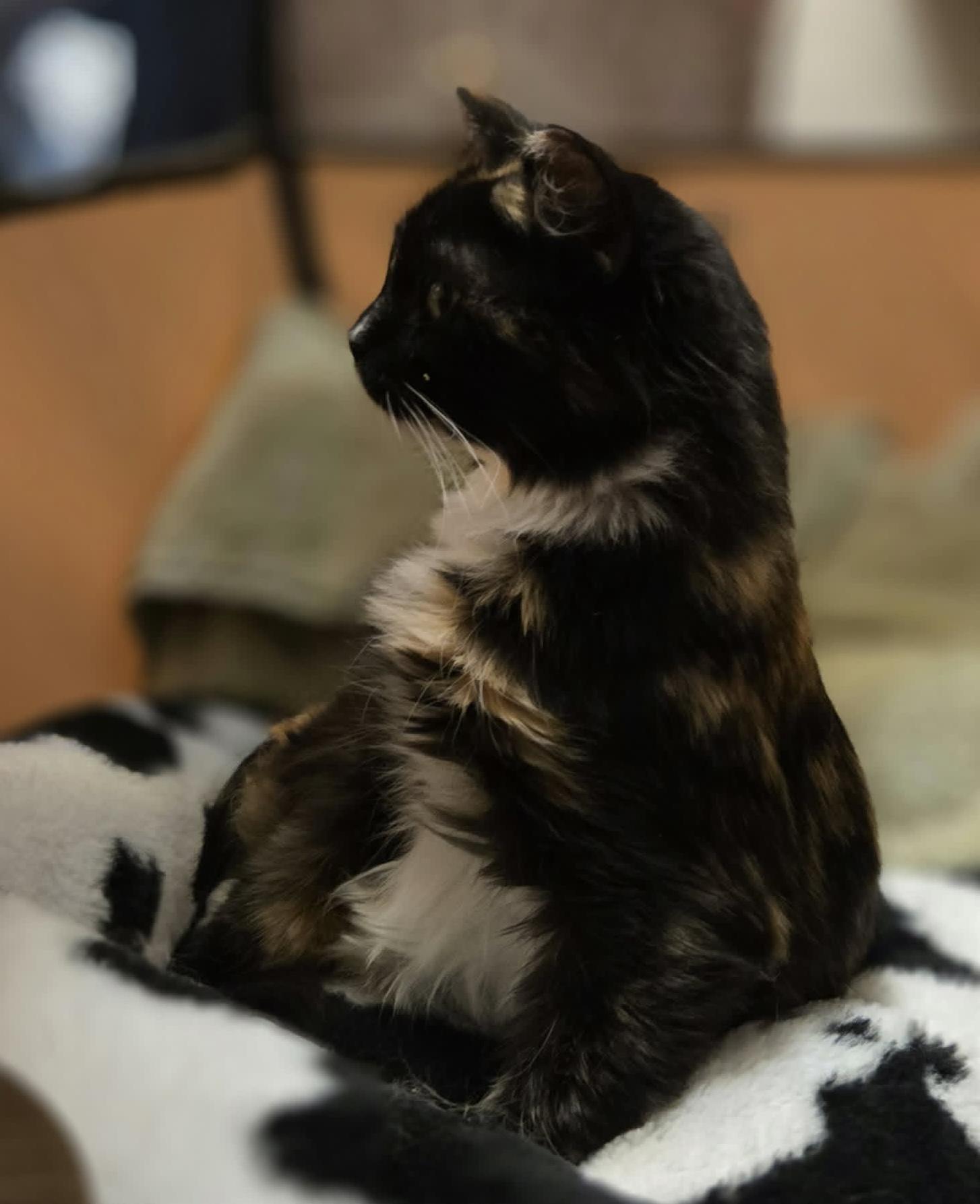 Enlarge Noori, a Adoptable mixed breed in Chicago, IL image 4/5