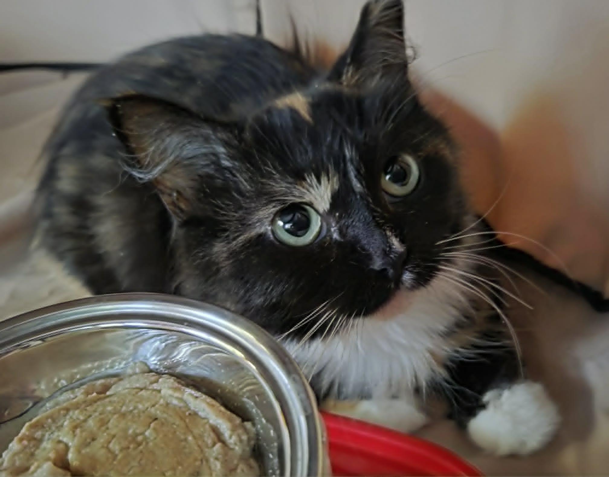 Enlarge Noori, a Adoptable mixed breed in Chicago, IL image 3/5