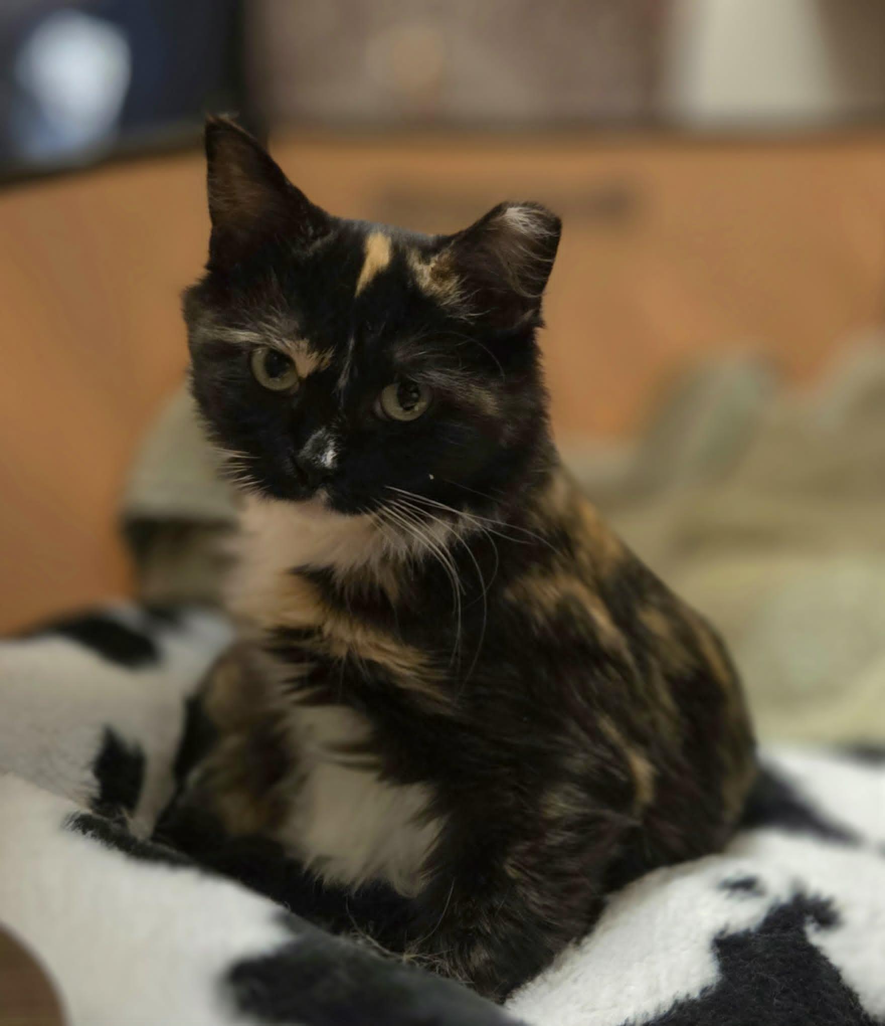 Enlarge Noori, a Adoptable mixed breed in Chicago, IL image 2/5