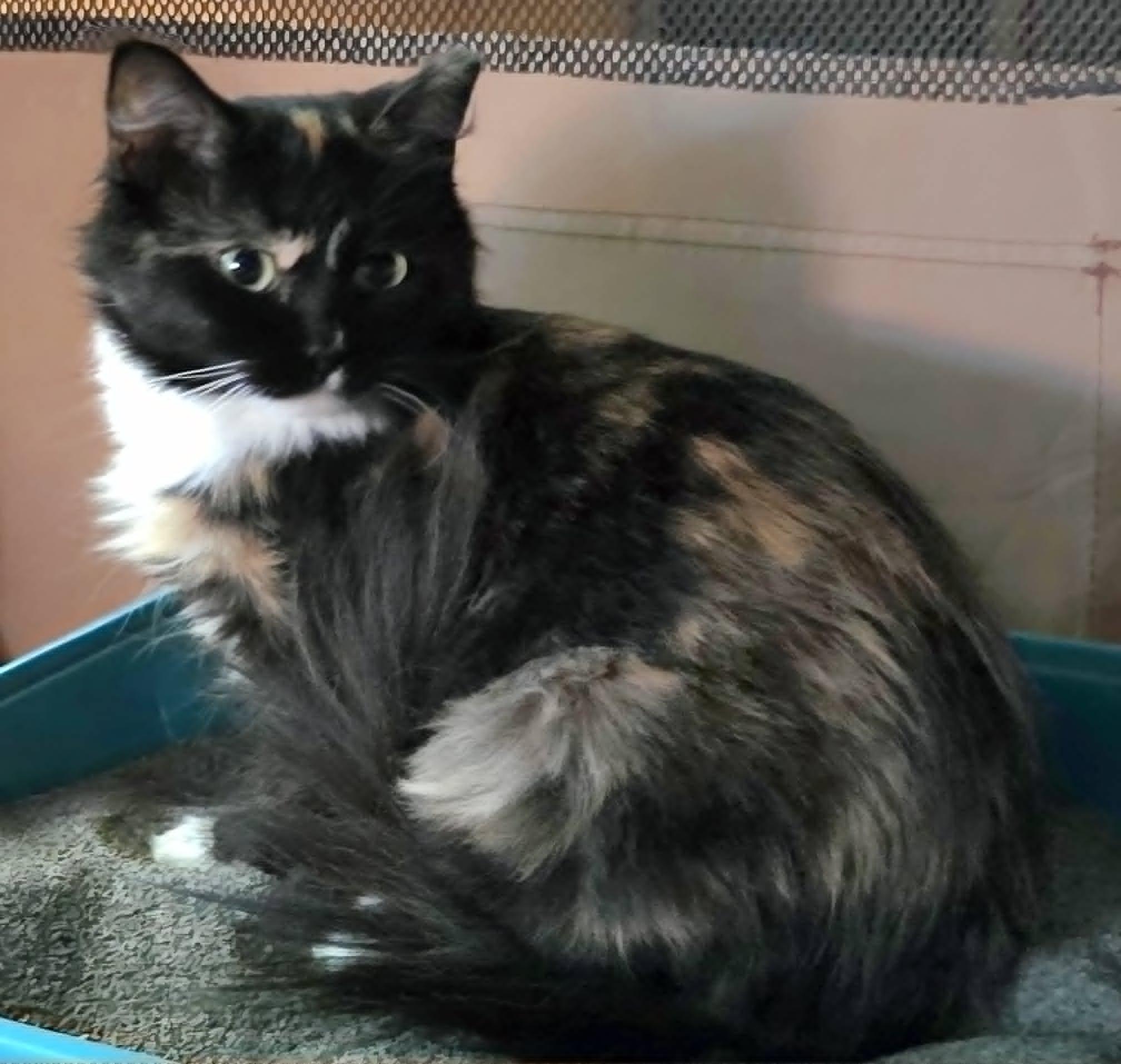Noori, Adoptable, Adult Female Domestic Medium Hair.