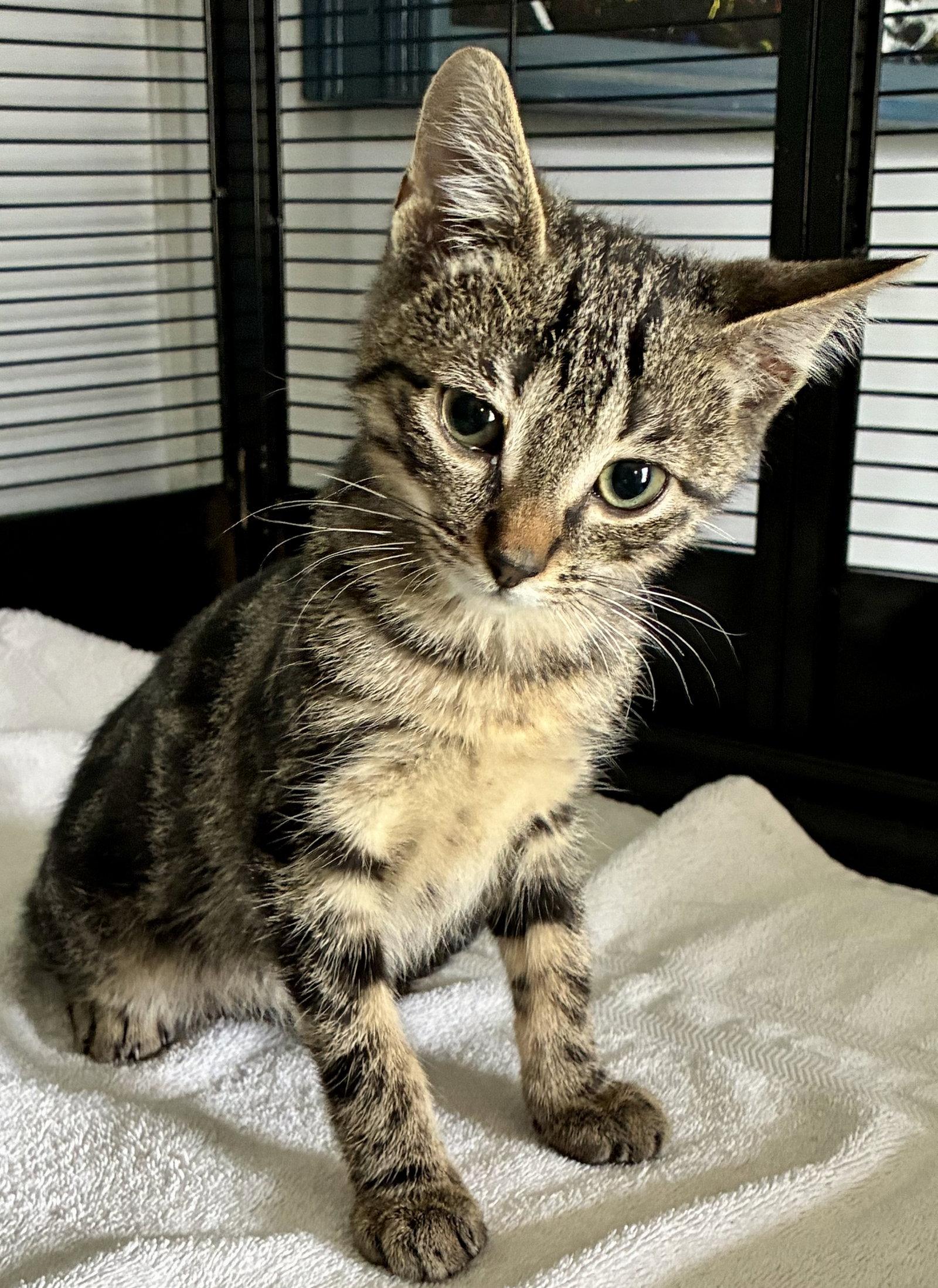 Splash, Adoptable, Kitten Male Domestic Short Hair.