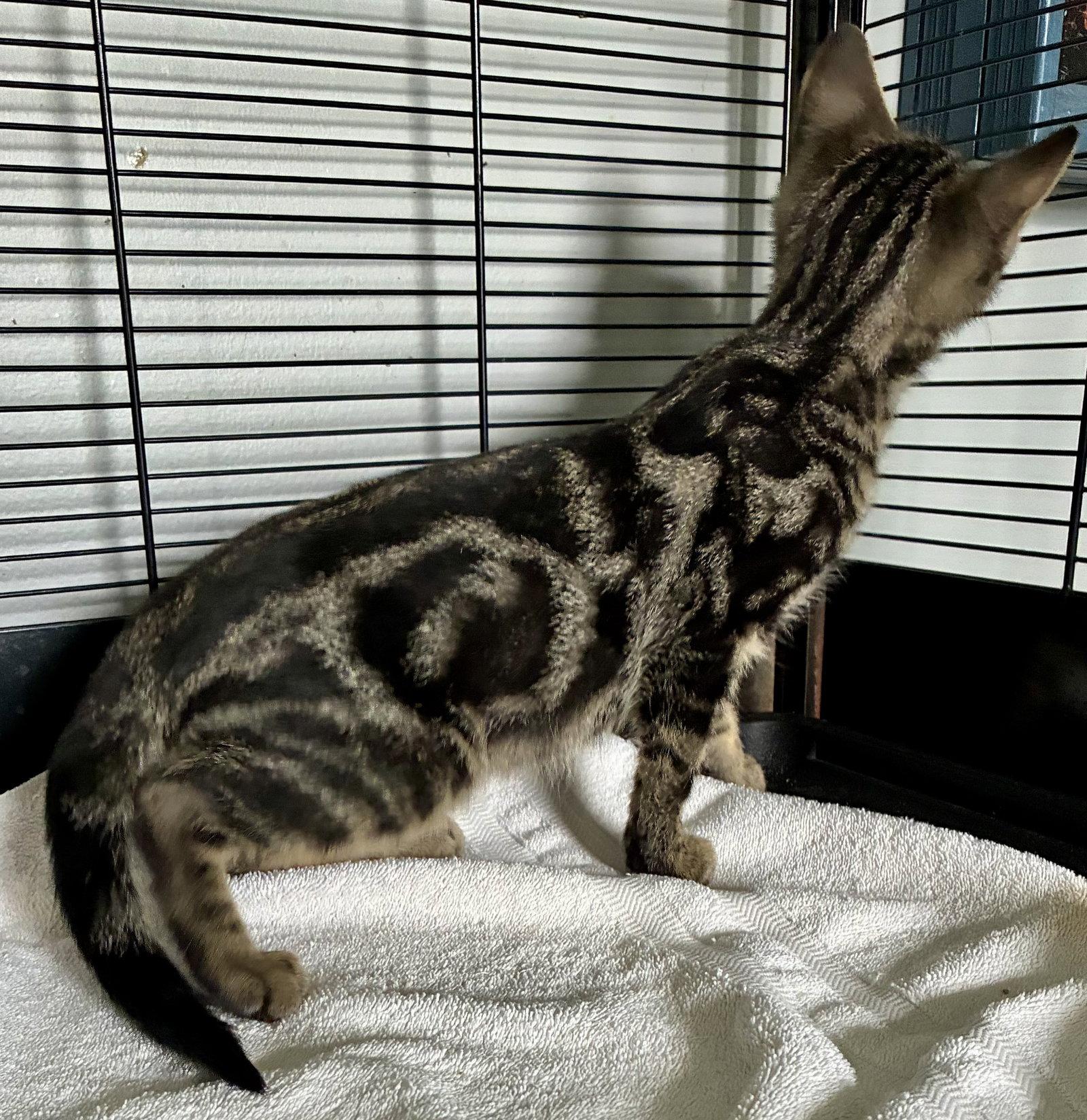 Splash, a Adoptable Domestic Short Hair in Lexington, SC image 2/3