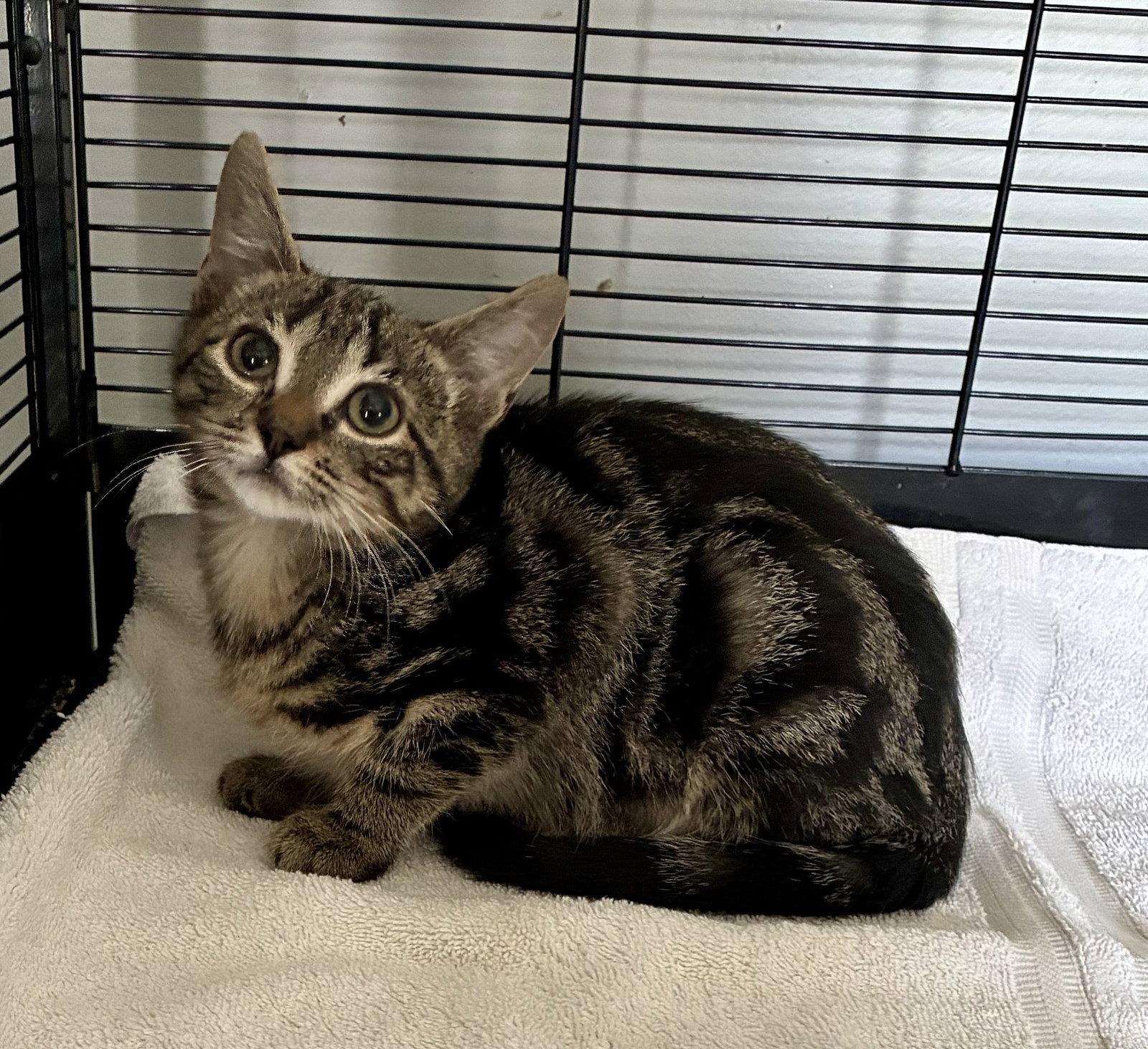 Splash, a Adoptable Domestic Short Hair in Lexington, SC image 3/3