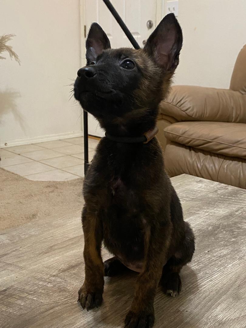 Enlarge Brena, a ADOPTABLE Belgian Shepherd / Malinois in Kuna, ID image 1/1