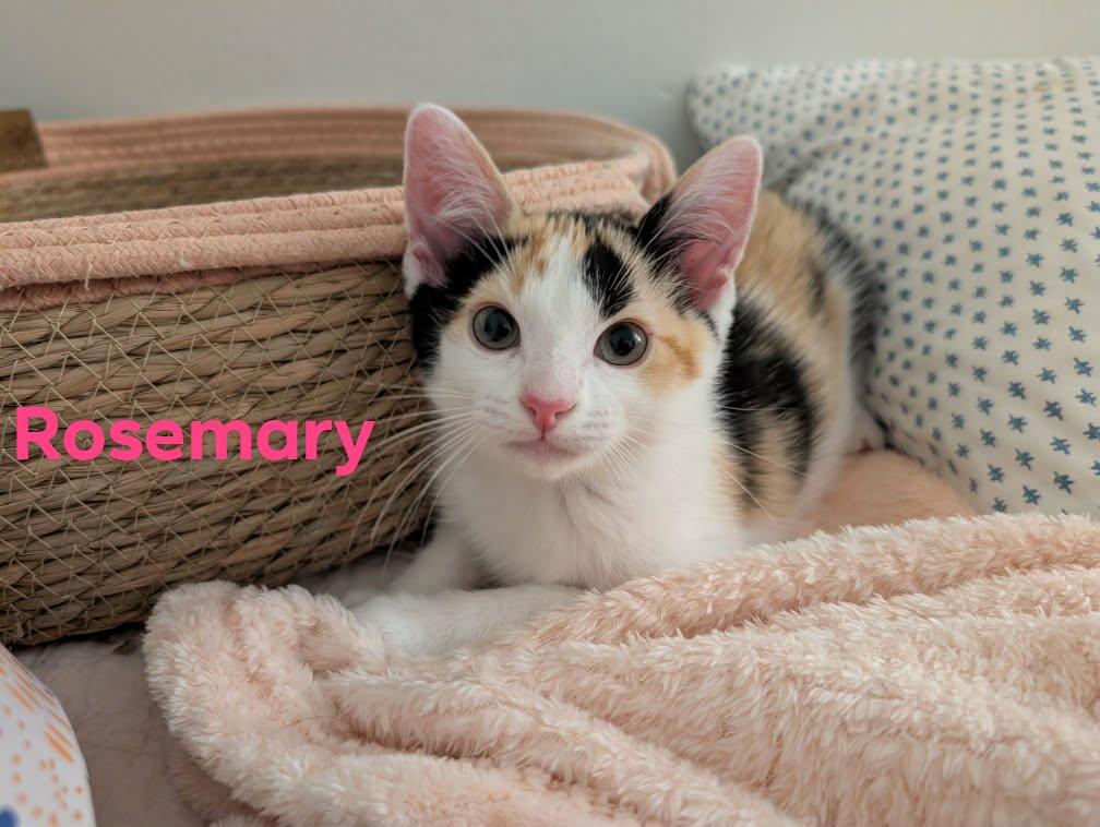 Rosemary, Adopted, Kitten Female Domestic Short Hair.