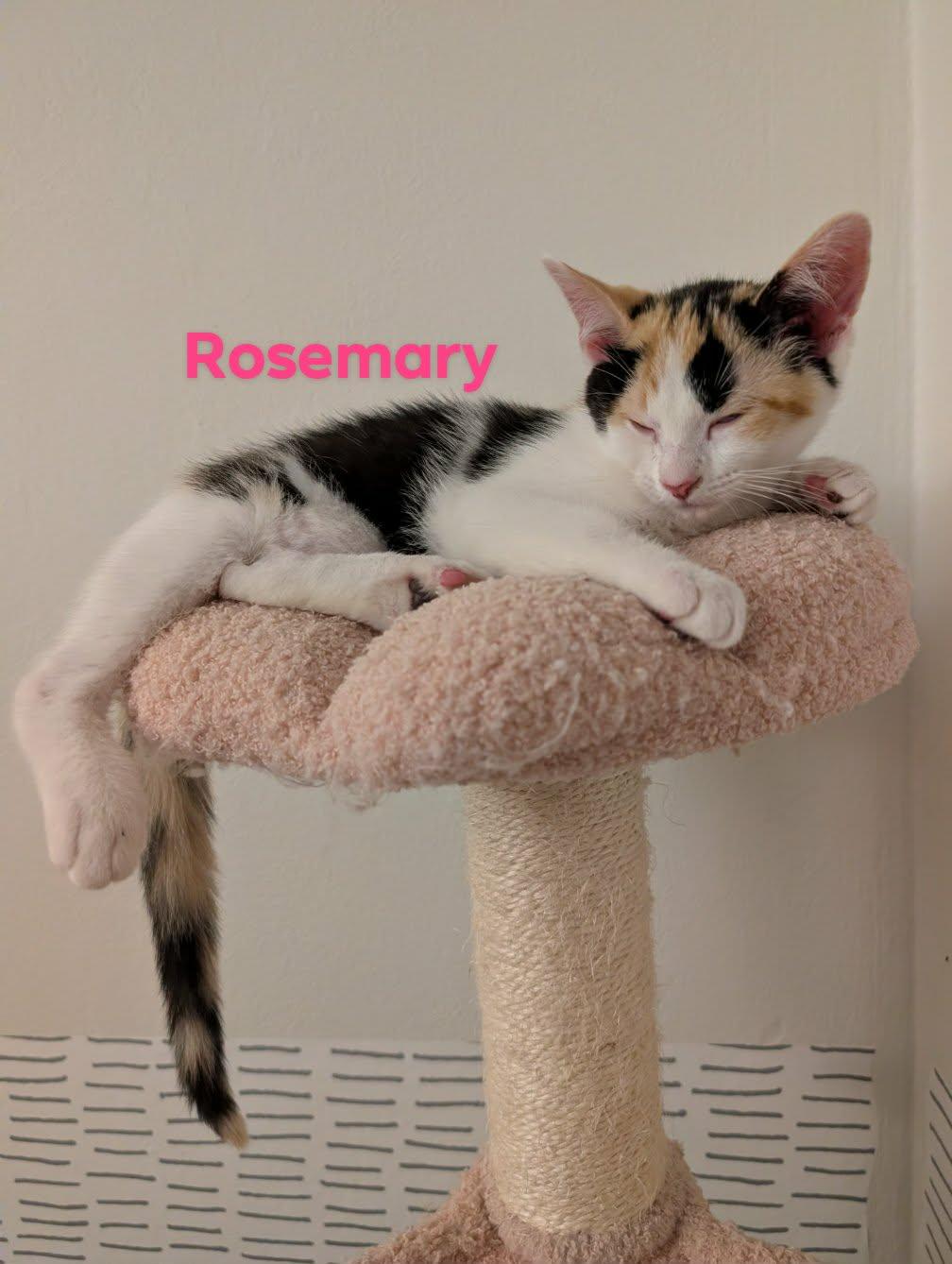 Enlarge Rosemary, a Adopted Domestic Short Hair in Champaign, IL image 2/3
