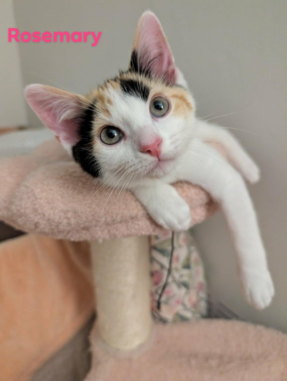 Enlarge Rosemary, a Adopted Domestic Short Hair in Champaign, IL image 3/3