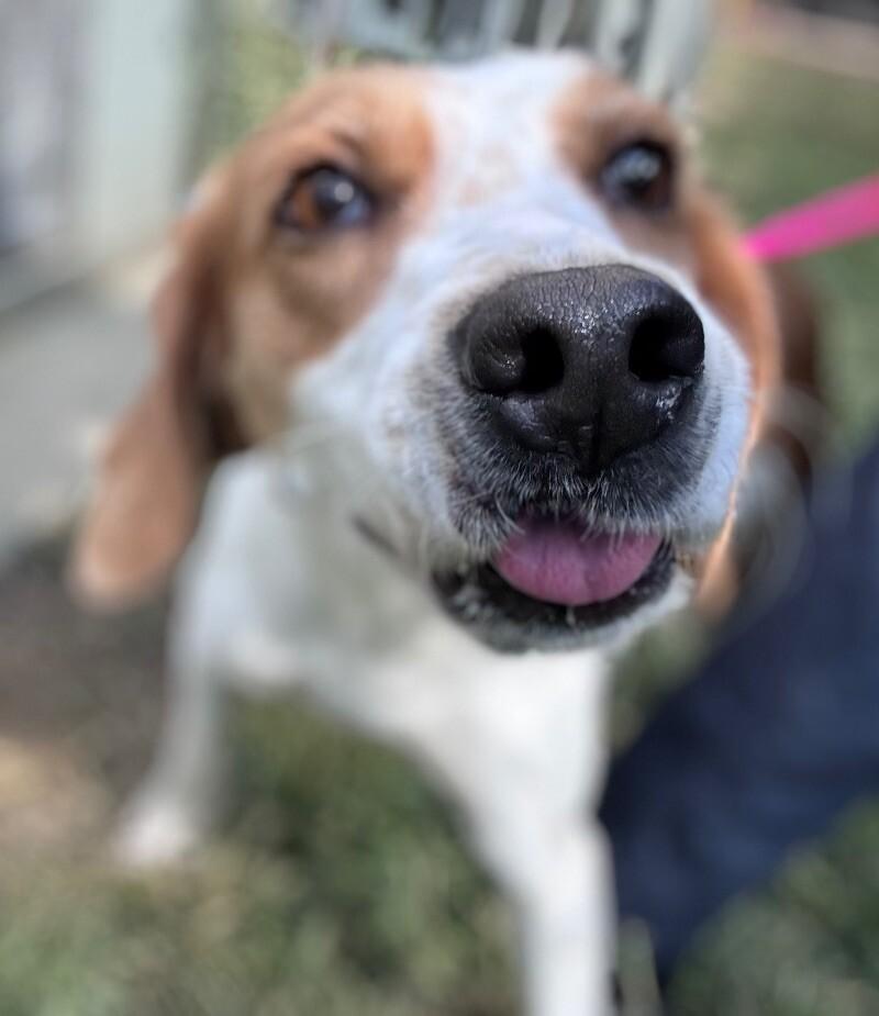 Sadie, a Adoptable Treeing Walker Coonhound in Disputanta, VA image 1/4