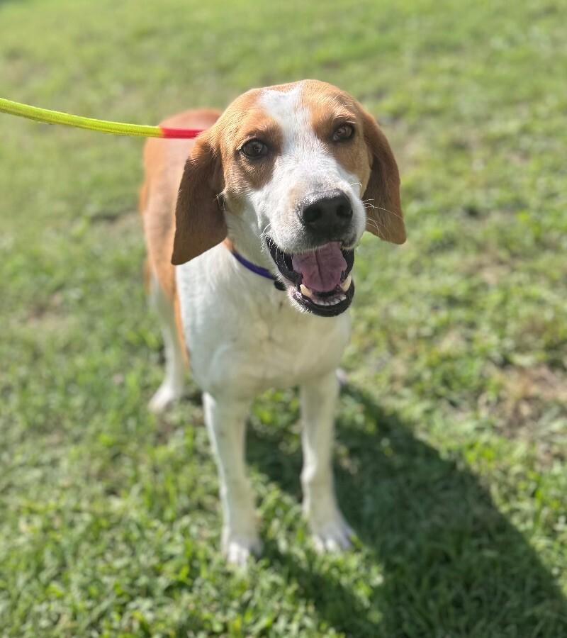 Sadie, a Adoptable Treeing Walker Coonhound in Disputanta, VA image 2/4