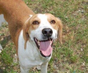 Sadie, a Adoptable Treeing Walker Coonhound in Disputanta, VA image 3/4