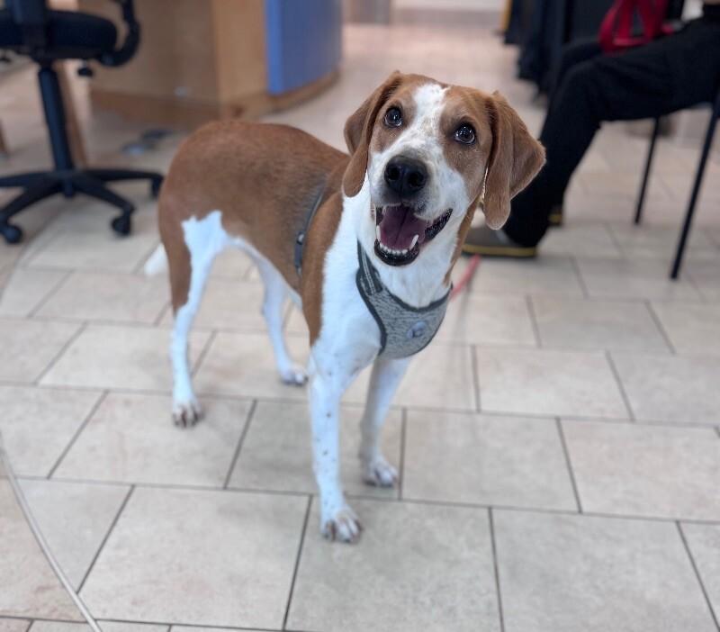 Sadie, a Adoptable Treeing Walker Coonhound in Disputanta, VA image 4/4
