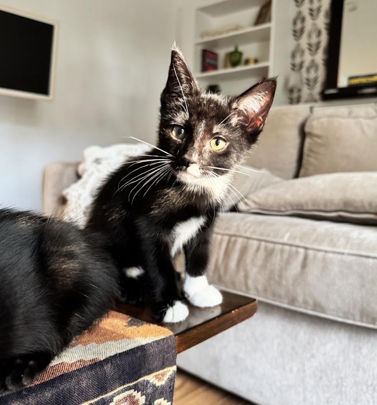 Ivar, Adoptable, Kitten Male Domestic Short Hair.