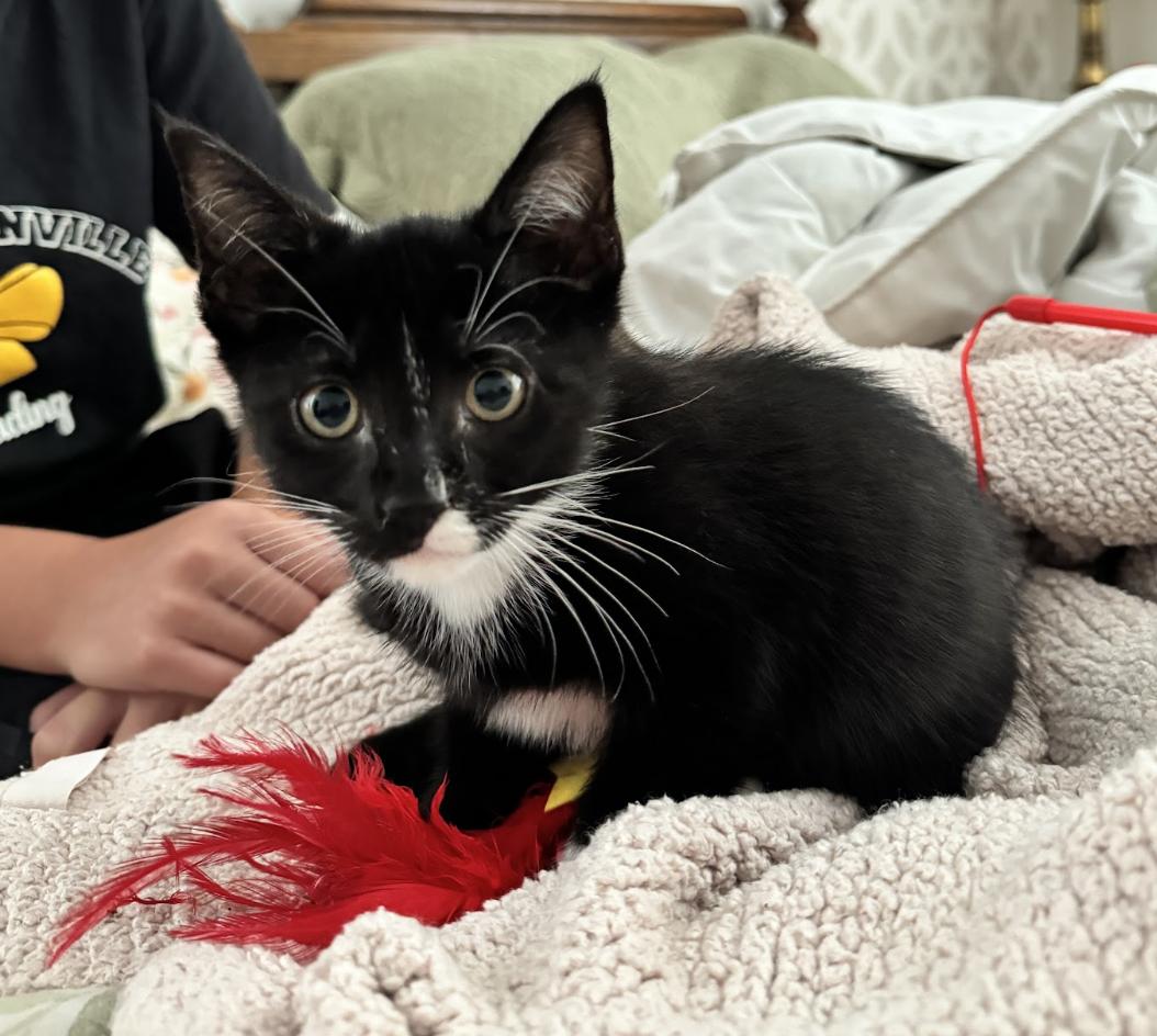Enlarge Ivar, a Adoptable mixed breed in Brentwood, TN image 2/3