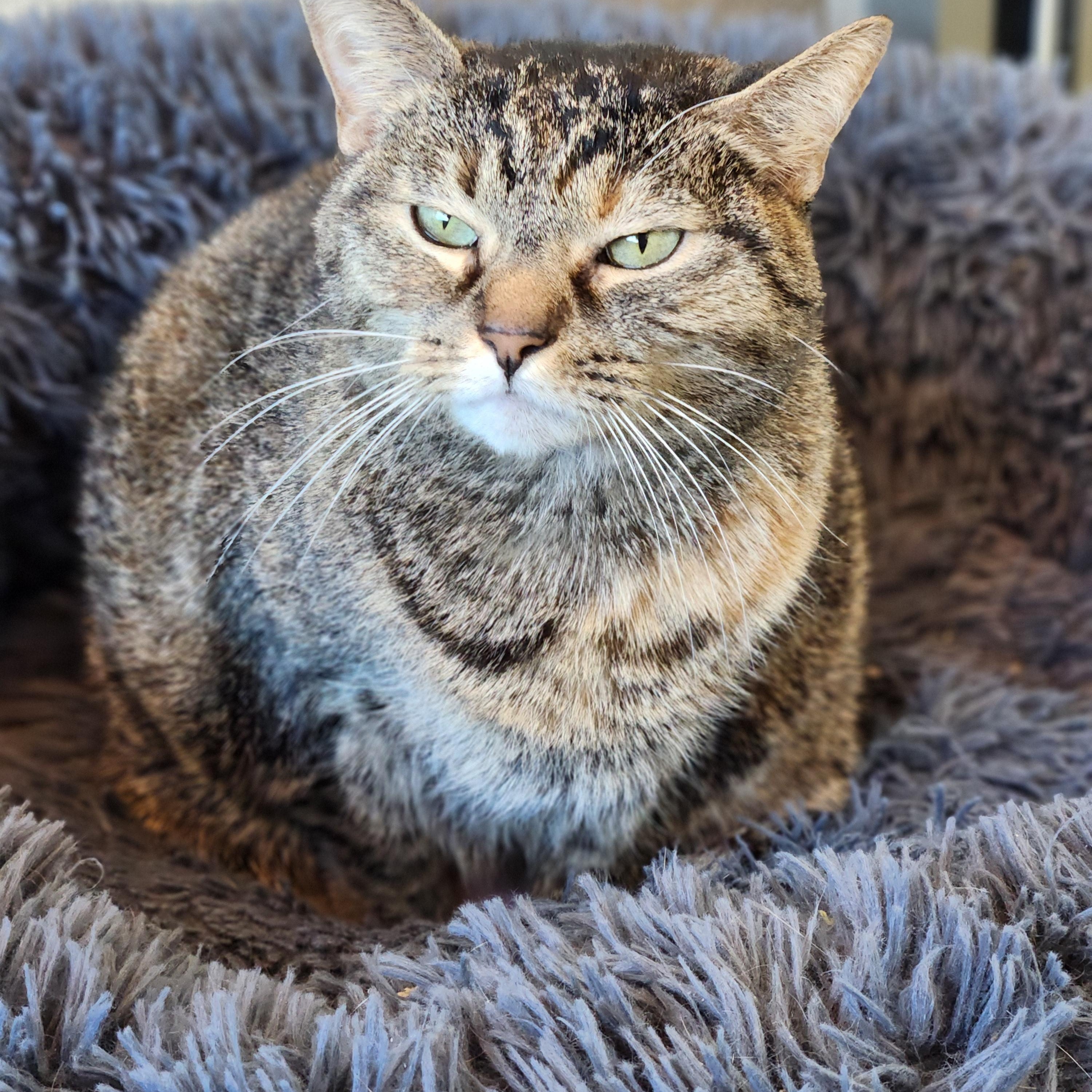 Enlarge Bastet, a Adoptable Domestic Short Hair in Winchester, VA image 3/4