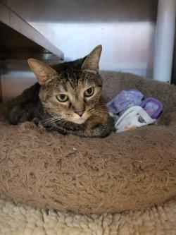 Enlarge Bastet, a Adoptable Domestic Short Hair in Winchester, VA image 1/4