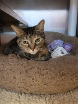 Enlarge Bastet, a Adoptable Domestic Short Hair in Winchester, VA image 4/4