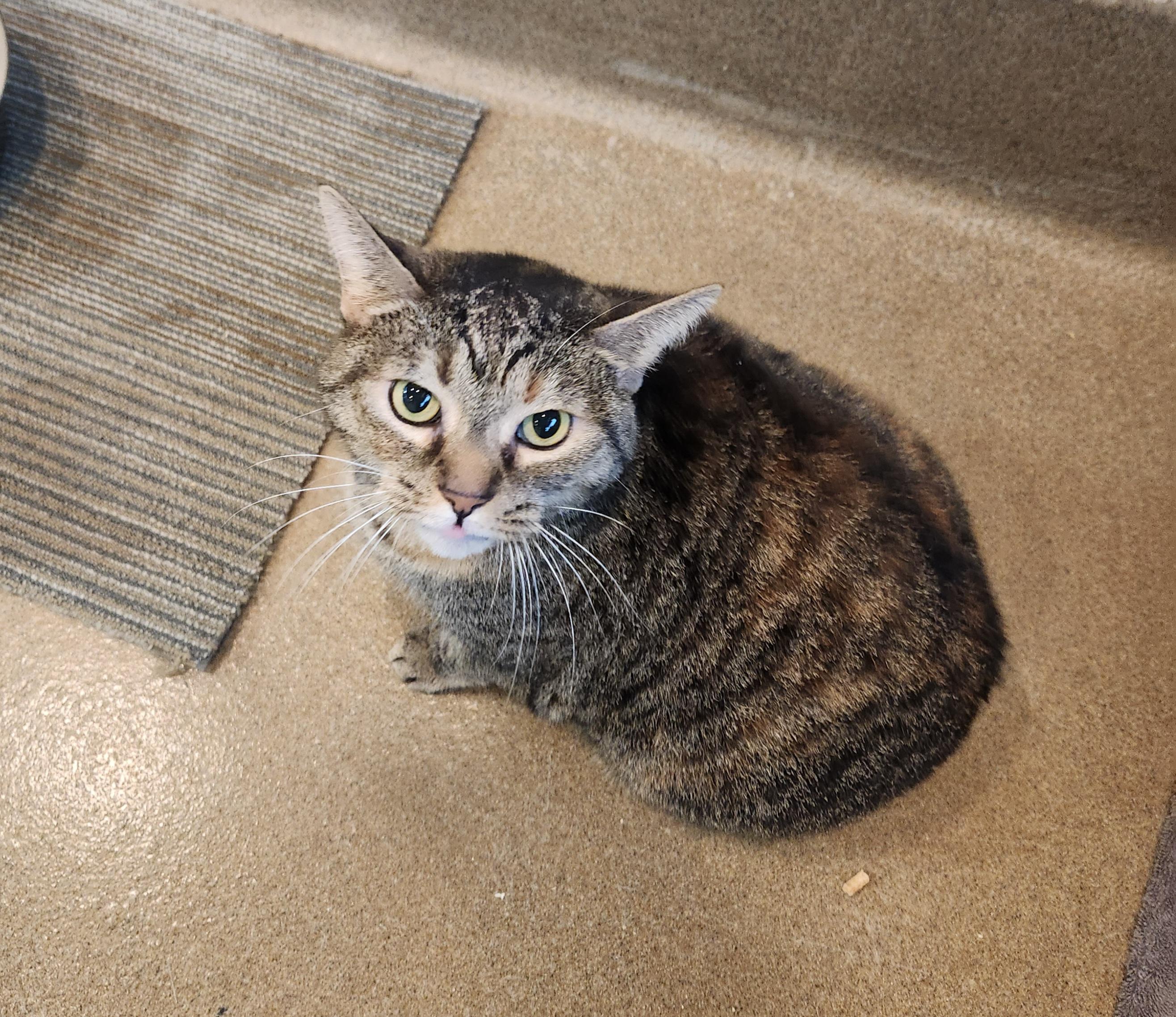 Enlarge Bastet, a Adoptable Domestic Short Hair in Winchester, VA image 2/4