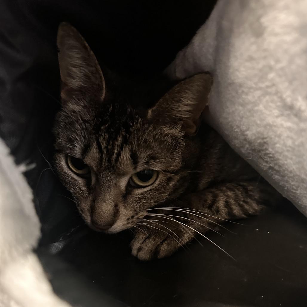 Beanie, Adoptable, Young Female Domestic Short Hair.