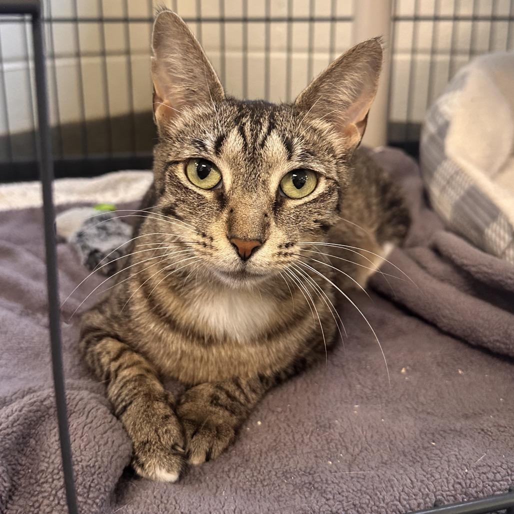 Beanie, a Adoptable Domestic Short Hair in Rocky Mount, VA image 2/5