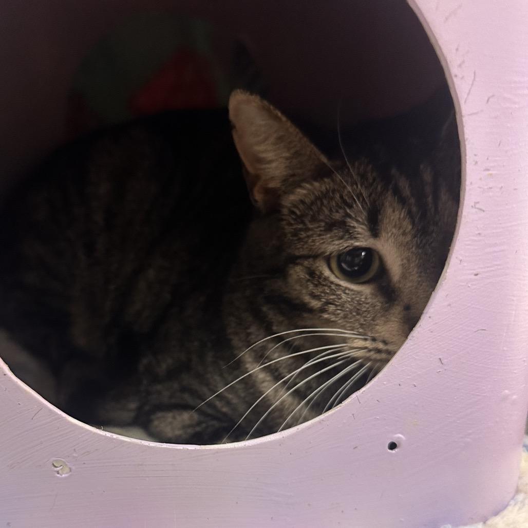 Beanie, a Adoptable Domestic Short Hair in Rocky Mount, VA image 3/5